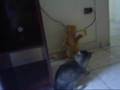 Meus Gatinhos!