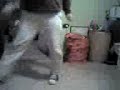 paso flogger