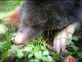 Mole Men by Ape Lad / Mole Crunk (Boing Boing tv)
