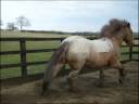 Could Sunny Be  A Working Hunter Pony ?