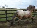 Could Sunny Be A Working Hunter Pony ?