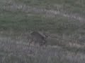 Roe deers in autumn Roe deers in autumn