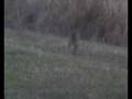 videos de Roe deers in autumn