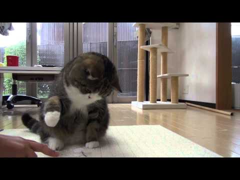 Maru Defending His Favorite Toy