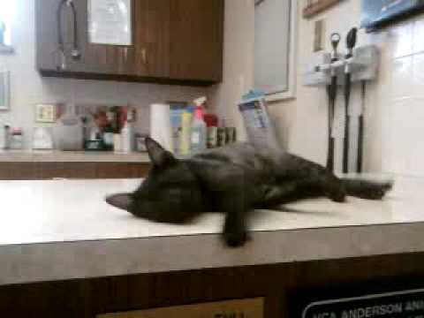 Watch 'Kitty Loves the Vet'