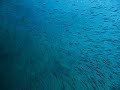 Lembeh Straits Lembeh Straits