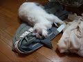 制服にスリスリ～猫(=^・^=)　RARA likes uniforms of the sons