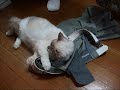 ?????????(=^?^=)?RARA likes uniforms of the sons ?????????(=^?^=)?RARA likes uniforms of the sons