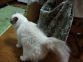 制服にスリスリ～猫(=^・^=)　RARA likes uniforms of the sons