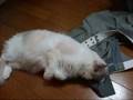 制服にスリスリ~猫(=^・^=) RARA likes uniforms of the sons