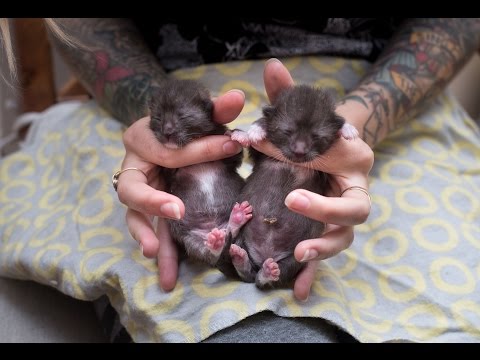 How to Help Baby Kittens Pee and Poop!