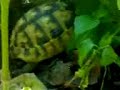 tartarughe a primavera / sex turtle feel spring tartarughe a primavera / sex turtle feel spring