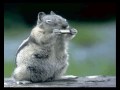 Skik de Eekhoorn - Op Fietse