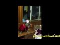 Two mini monkeys eating fruit 