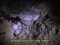 ProNatura Turtle Program: Holbox