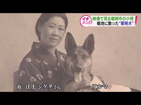 動画