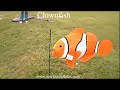 Premier Clownfish