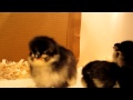 jersey giant chicks