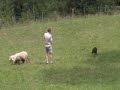 Tess, Working Kelpie al lavoro