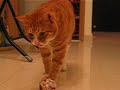 ボール猫動画