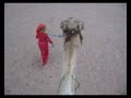 Camel Ride in Egypt (part 1)