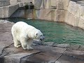 Polar Bears