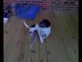 lonely dog