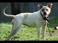 Breed Specific Legislation will tear us apart