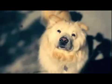 YouTube Трейлер