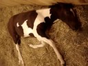 My foal, Carrie Toly Key My foal, Carrie Toly Key