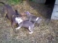 Kano X Dime Pitbull Puppies, Playin with Uncle Taz
