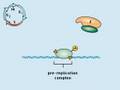 Cell cycle checkpoints and regulation