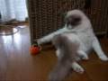 ぽんぽんゴムに夢中~猫(=^・^=)