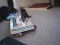 Kitties and the Box