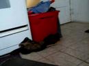 Kitty freaking out to my skateboard