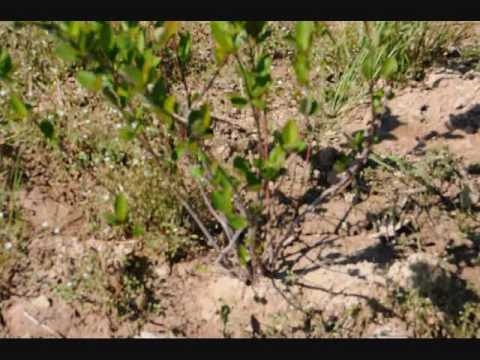 how to transplant gunnera