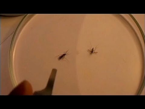 Immer mehr Malaria-Erkrankungen