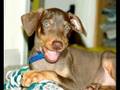 Pitbulls 