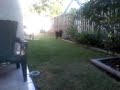 My Doggy Miranda (VID00001.3gp) My Doggy Miranda (VID00001.3gp)