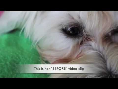 how to whiten dog fur