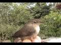 House Wren, Cucarachero Común (Troglodytes aedon)