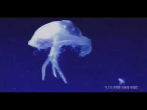 Complete Human Evolution (350 billion years)