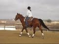 BKE CeeCee Way - Great mannered, quiet, gentle. BKE CeeCee Way - Great mannered, quiet, gentle.