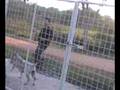 treinamento de cão de guarda