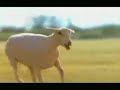 Budwiser Horse