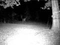 Buck in my backyard Video #2