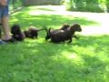www.safaridoodles.com 6 weeks Playing: Gita & Bambi's Multi-Gen Labradoodle Puppies