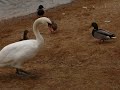 swan labut swan labut