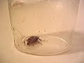 How do you kill a cockroach?