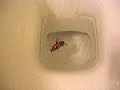 How do you kill a cockroach?
